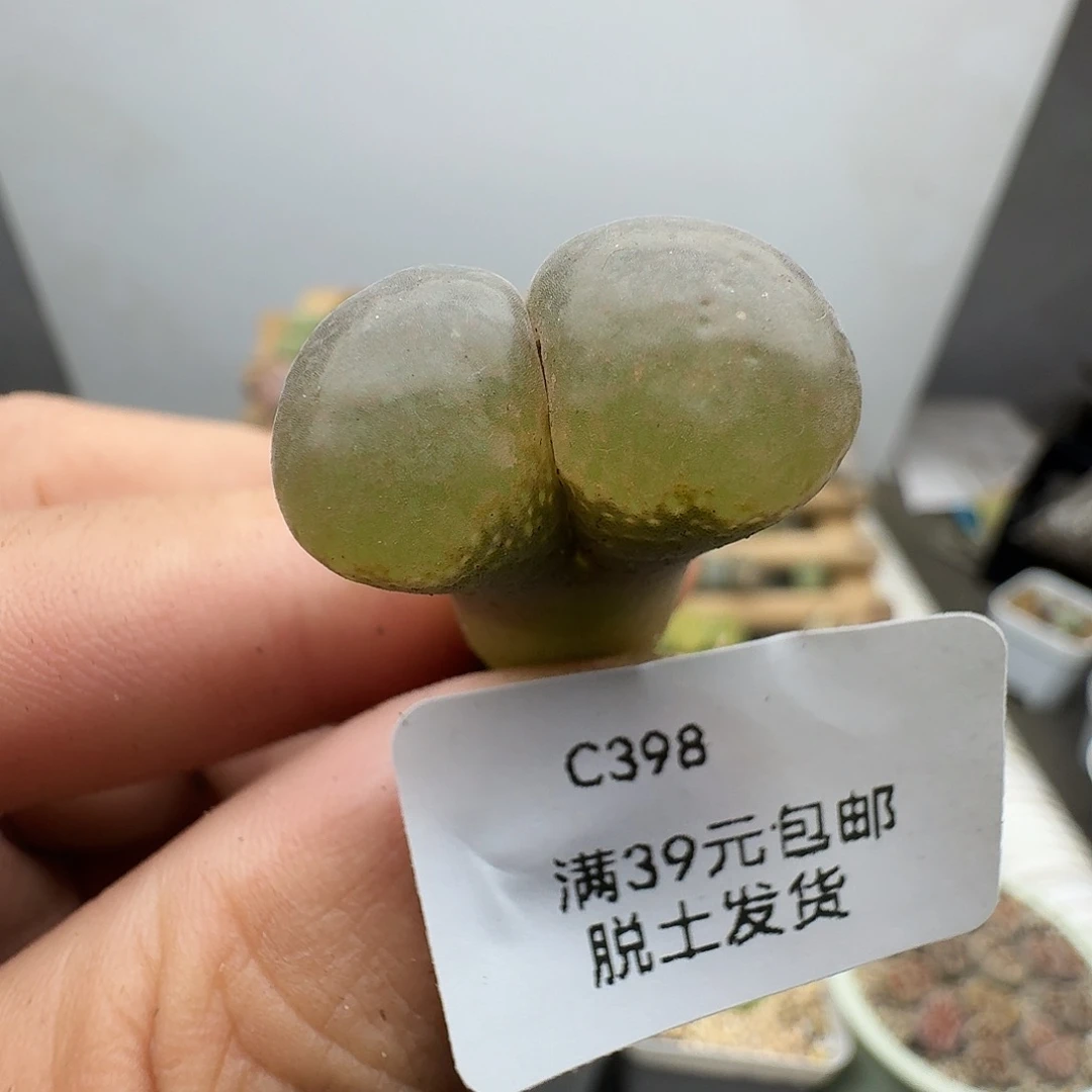 398多肉哈哈哈哈哈哈哈