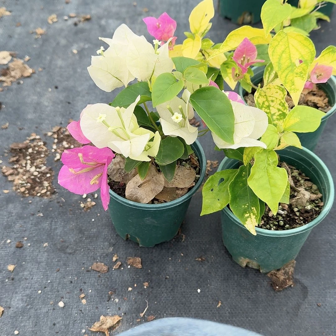 ****࿐完全开放超马和斑红英