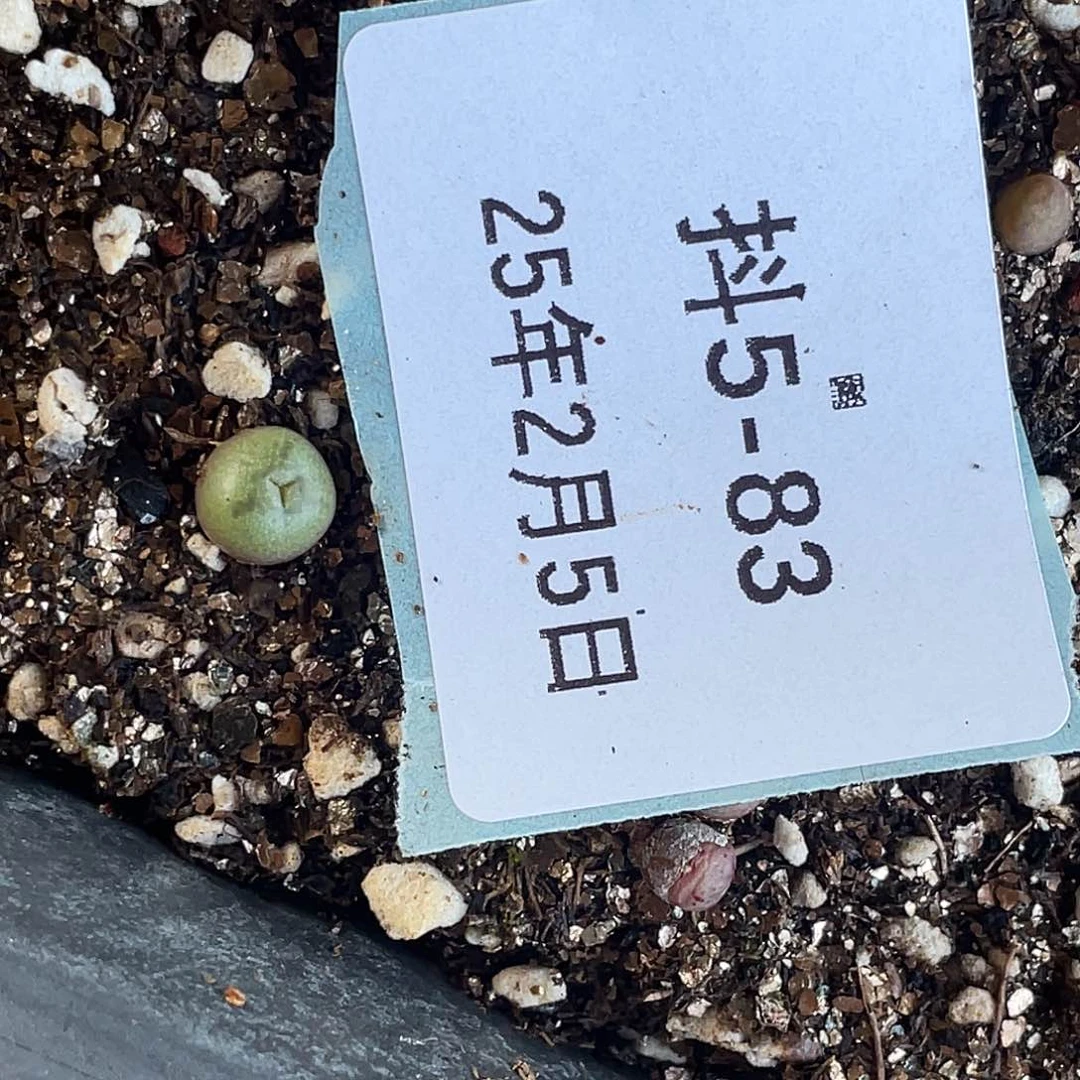 能****挂5-83肉锥多肉植物肉锥