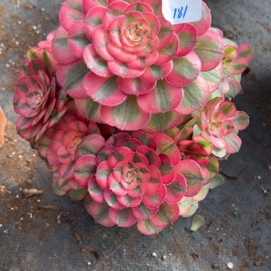 181荔枝多肉多肉多肉