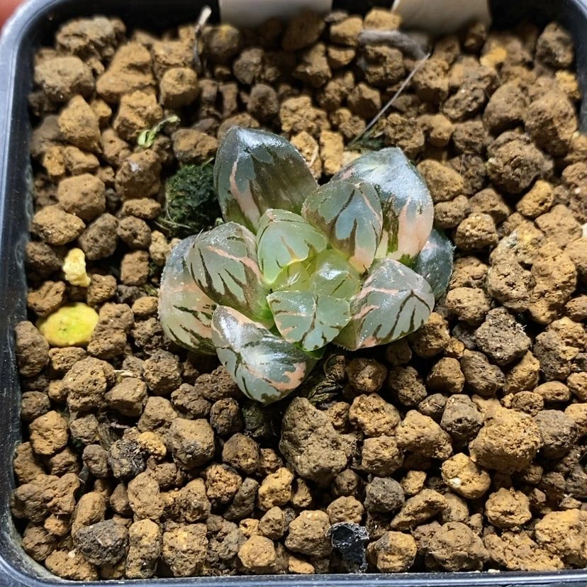 【闪购商品】87水晶