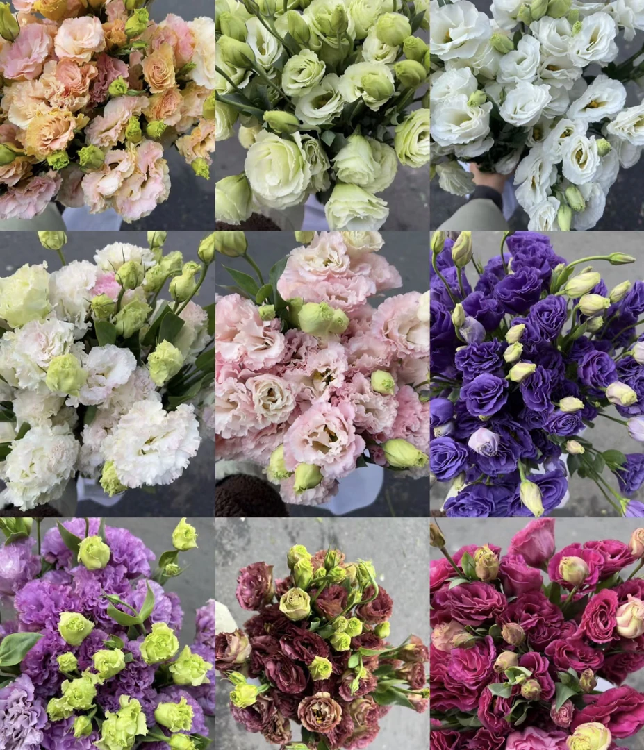 （曼）  不选色洋桔梗（600克）含20%防损 鲜花任意满2单包邮