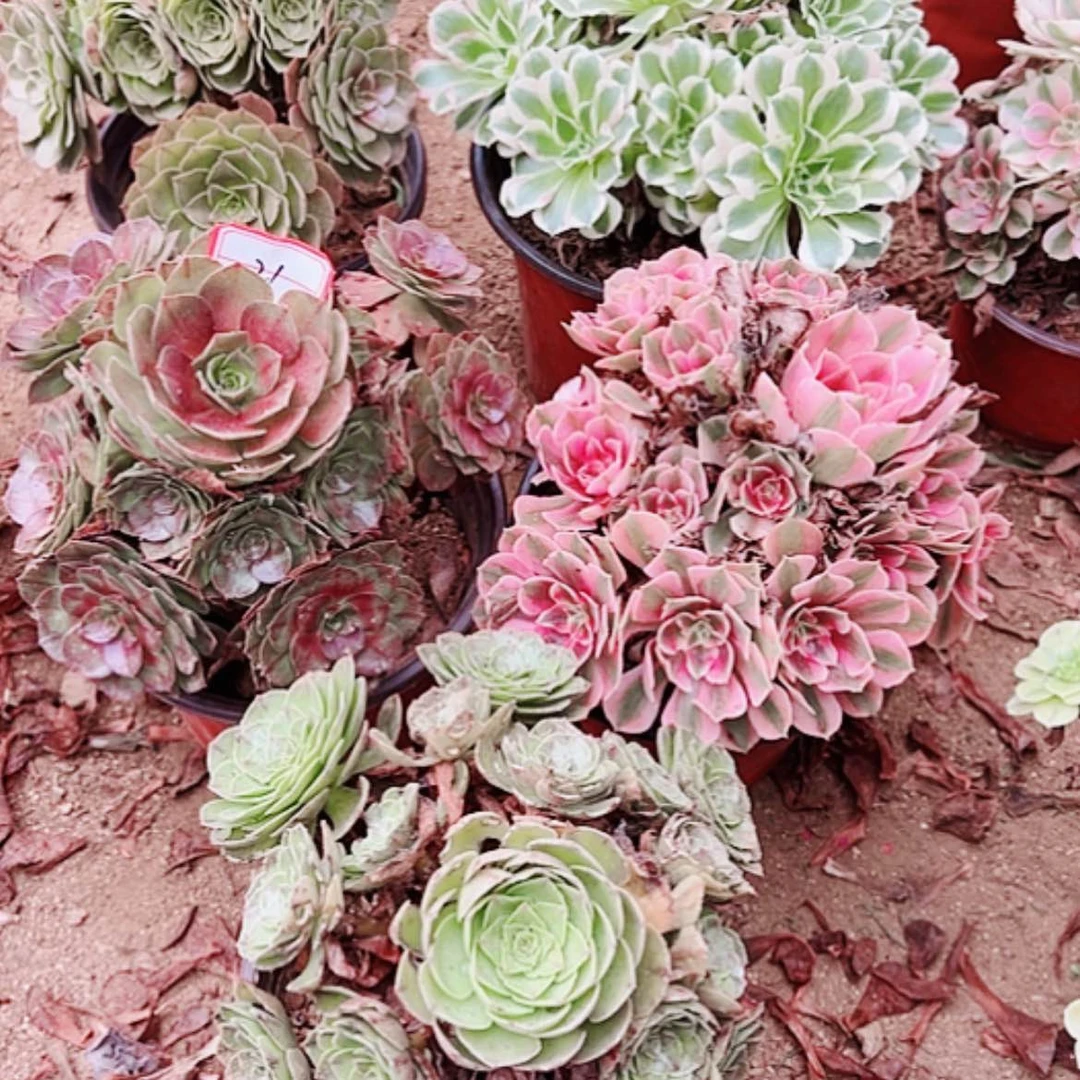 【闪购商品】无花朵大**桐21号套5颗多肉植物