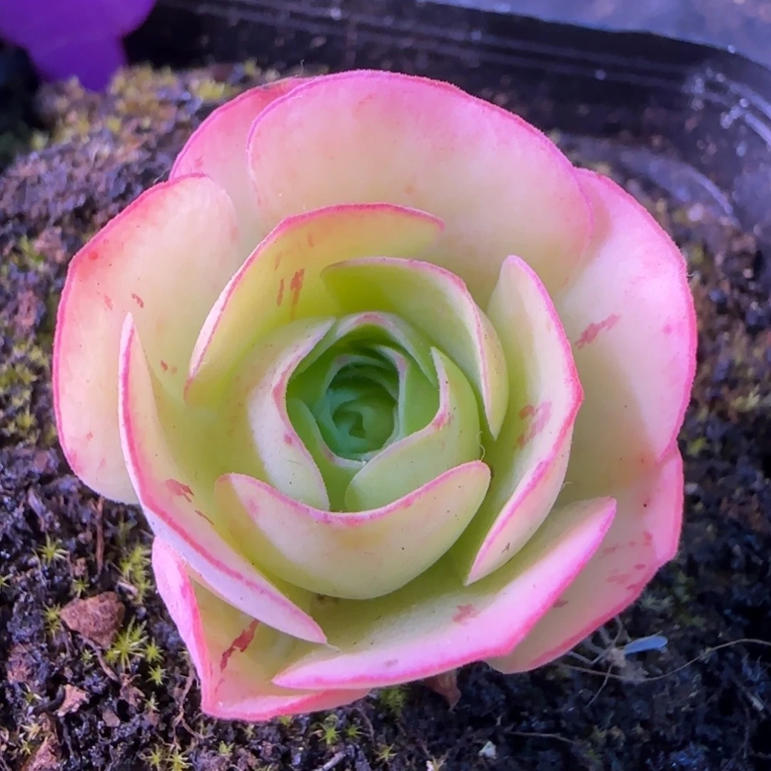 半城玫瑰莲生蕾优选916分期99