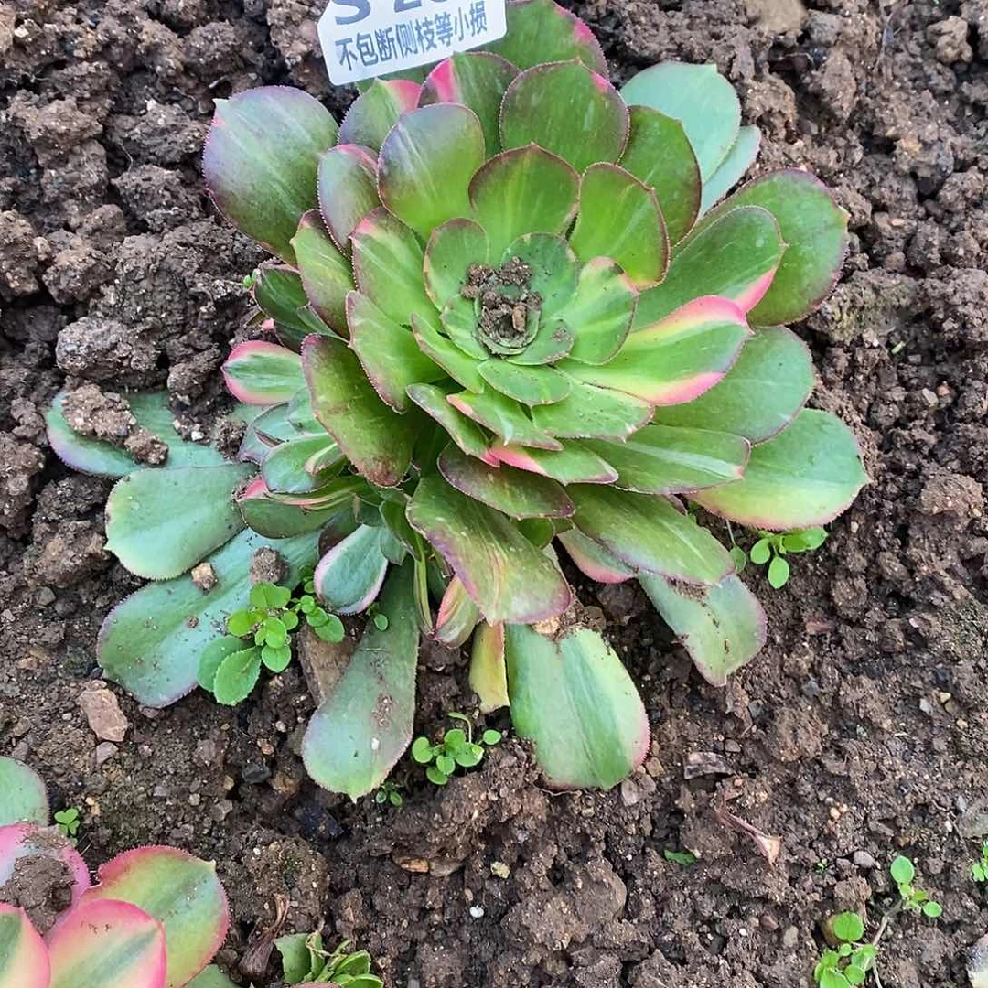 282韶羞七彩多肉法师锦