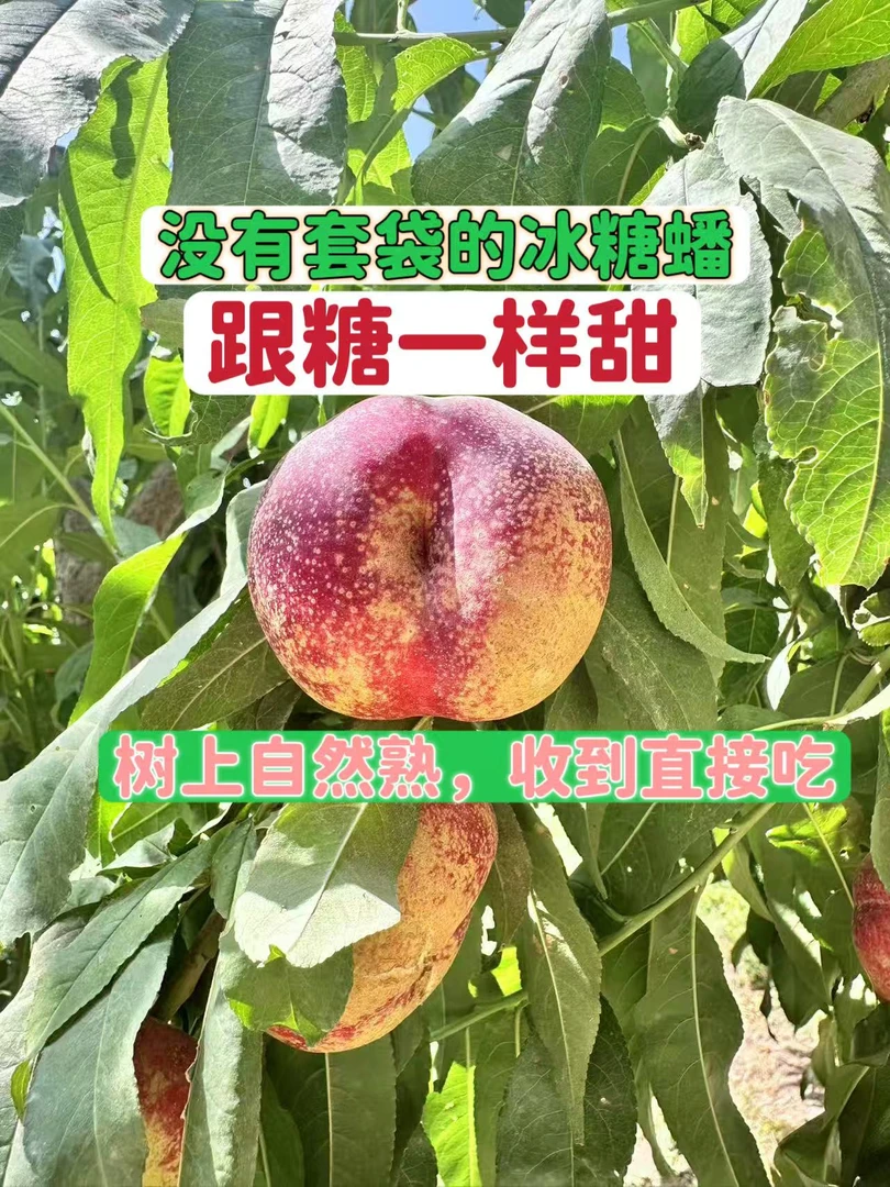 新疆阿克苏冰糖蟠桃 不套袋 甜如糖 桃味足3斤