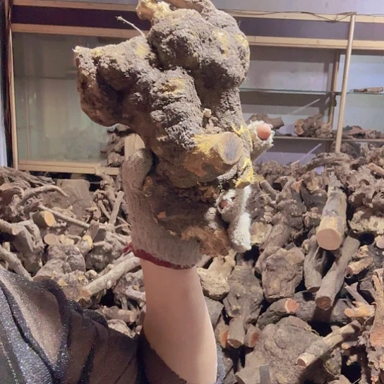 香榧木落**悔火琉璃的故事是