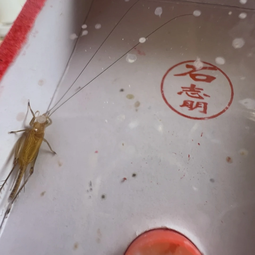 蟋蟀一只石老师飞机中须