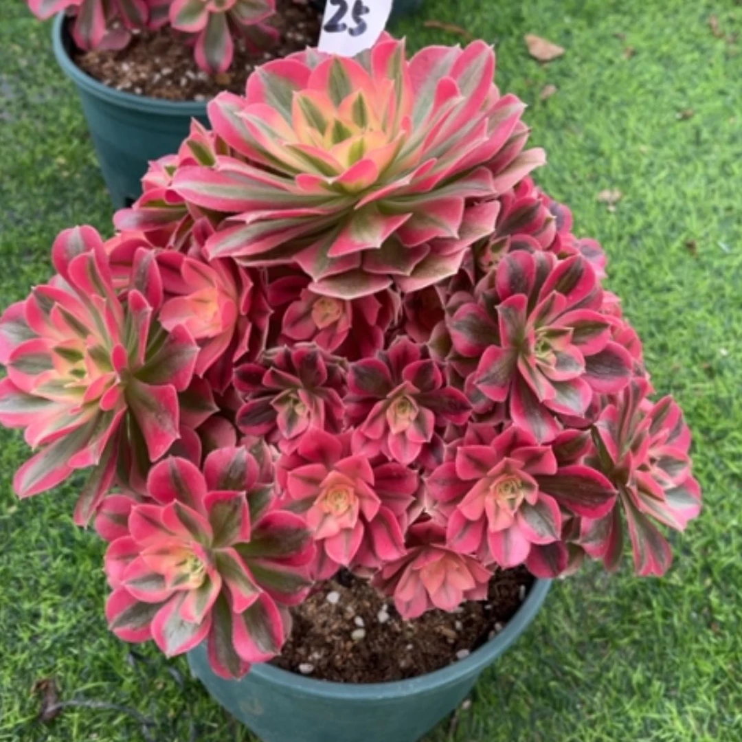 【闪购商品】25粉女巫多肉法师