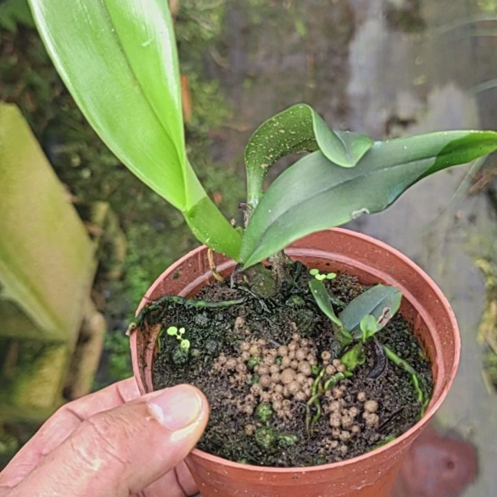 完全开放蓝色杰马尼