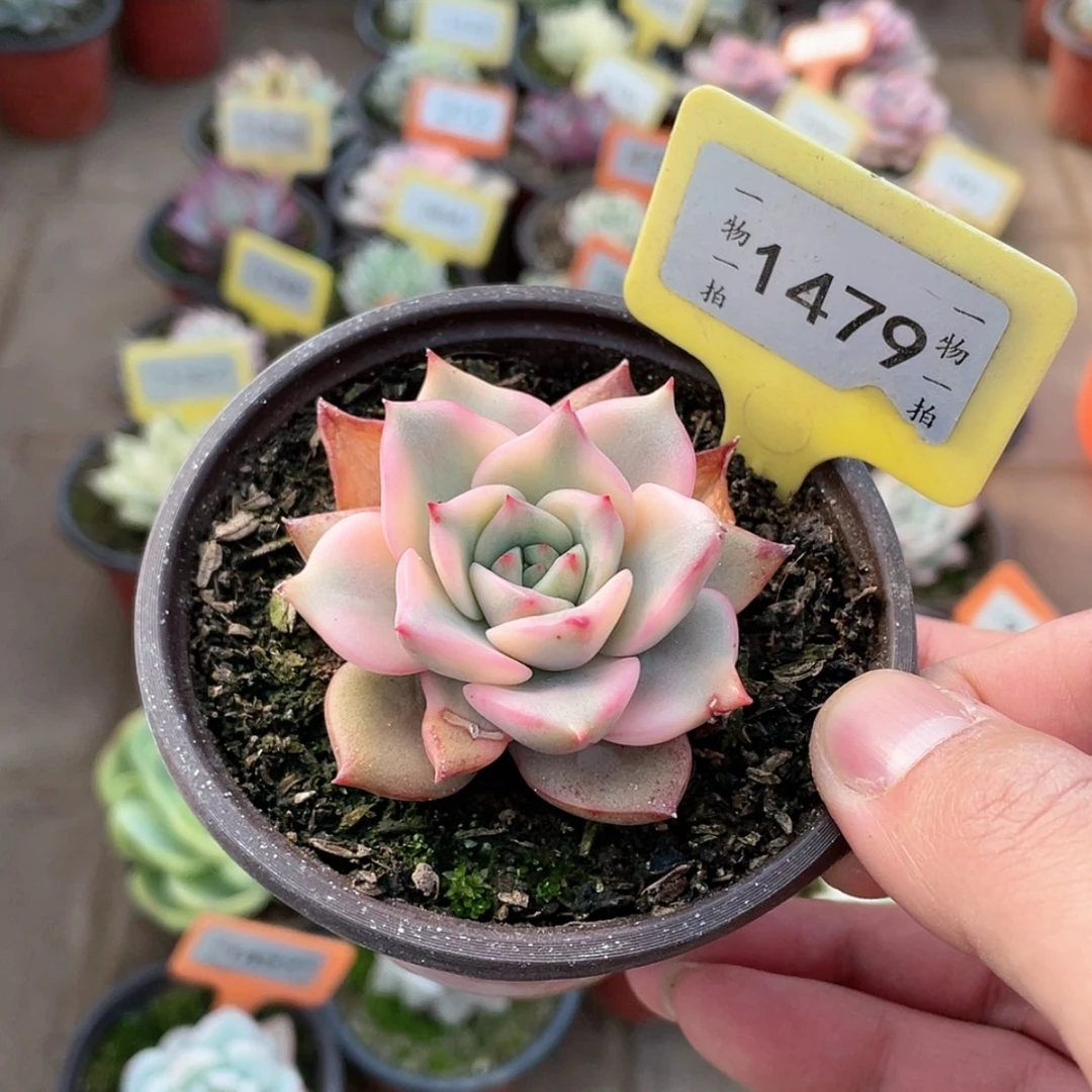 【闪购商品】✨****～1479号