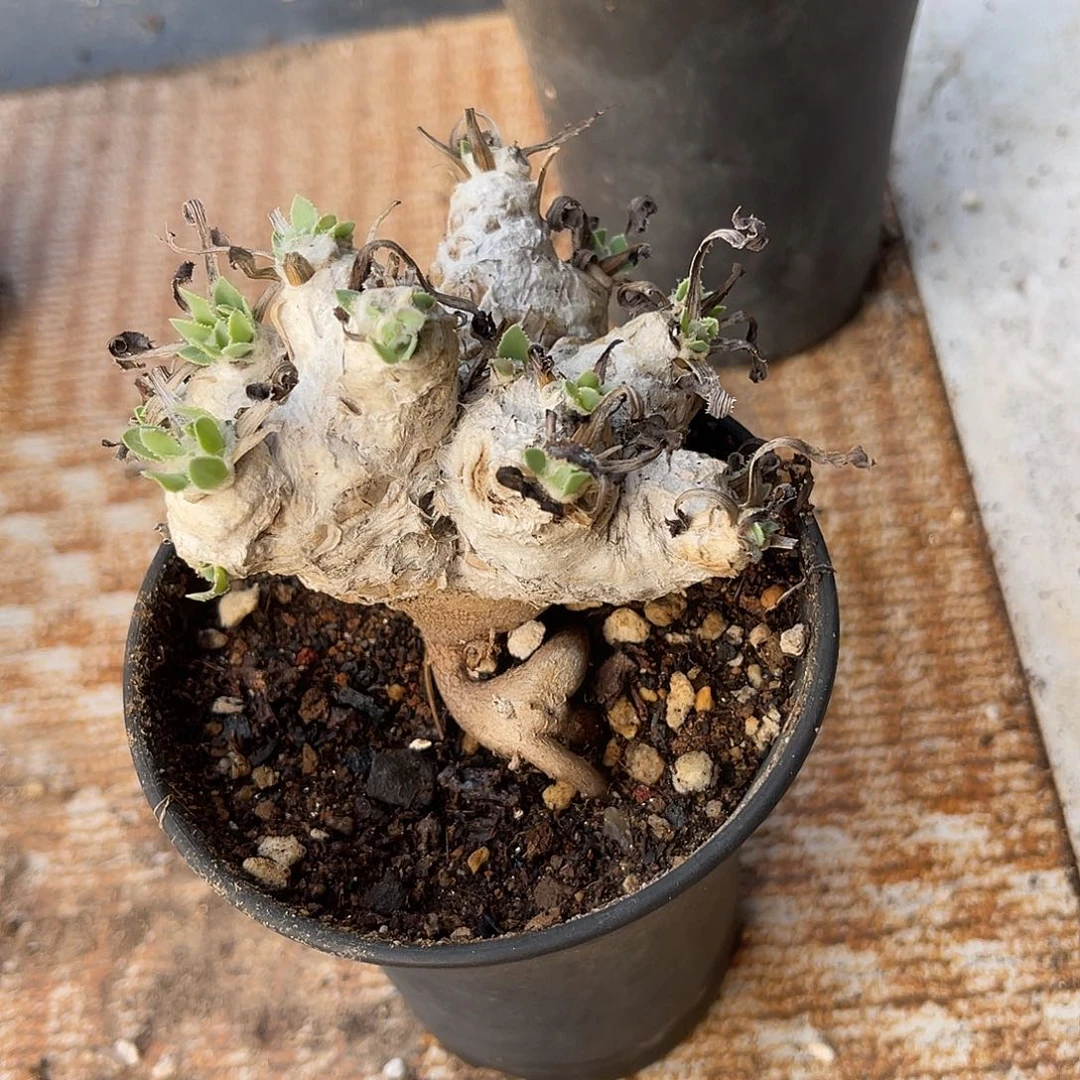 实生刨花厚敦菊一物一拍