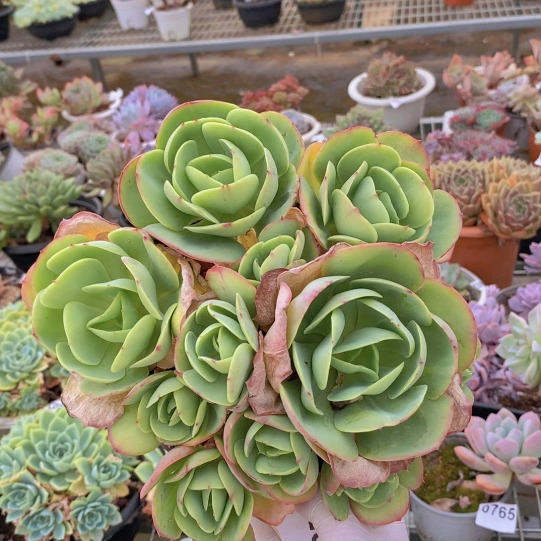 9323鸡蛋碧桃一物一拍