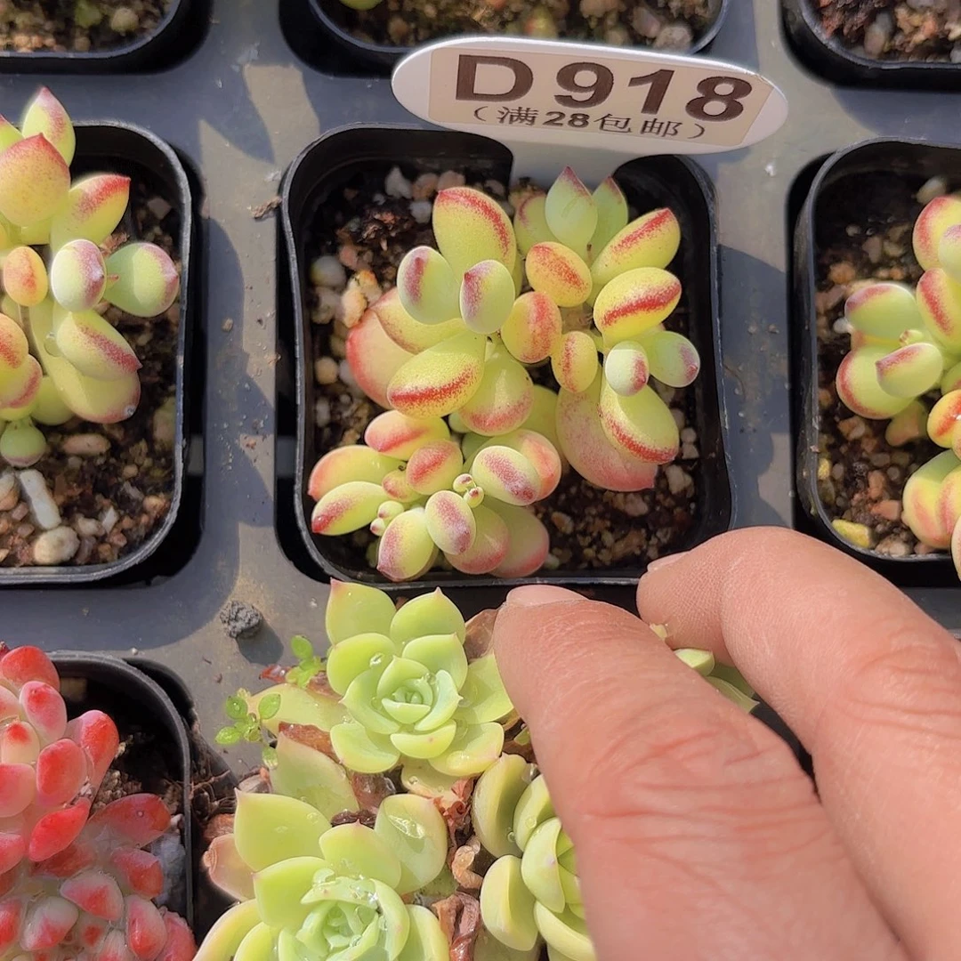 D918达摩福娘一物一拍