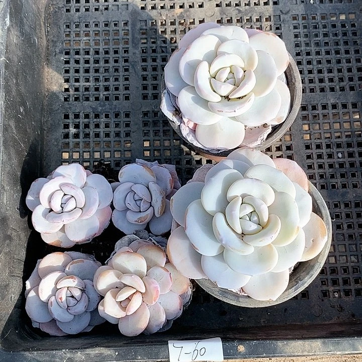 香*✨7-60号一物一拍cue