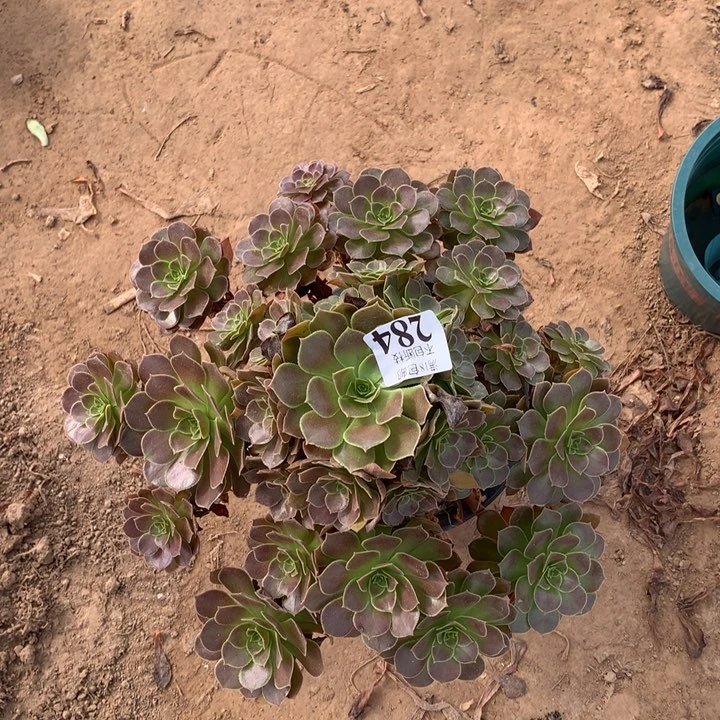 284荷兰玫瑰大手捧4号