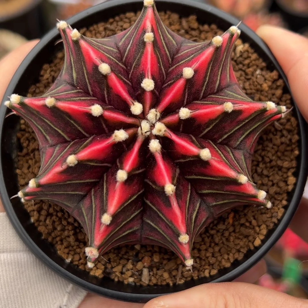 泰系实生肋骨锦0000