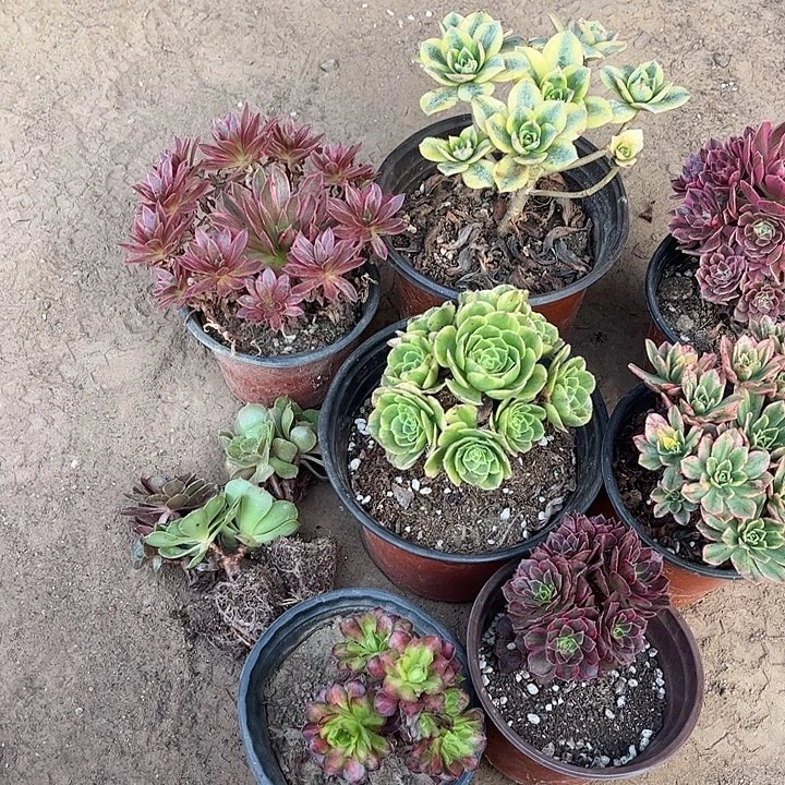 150多肉植物组合，