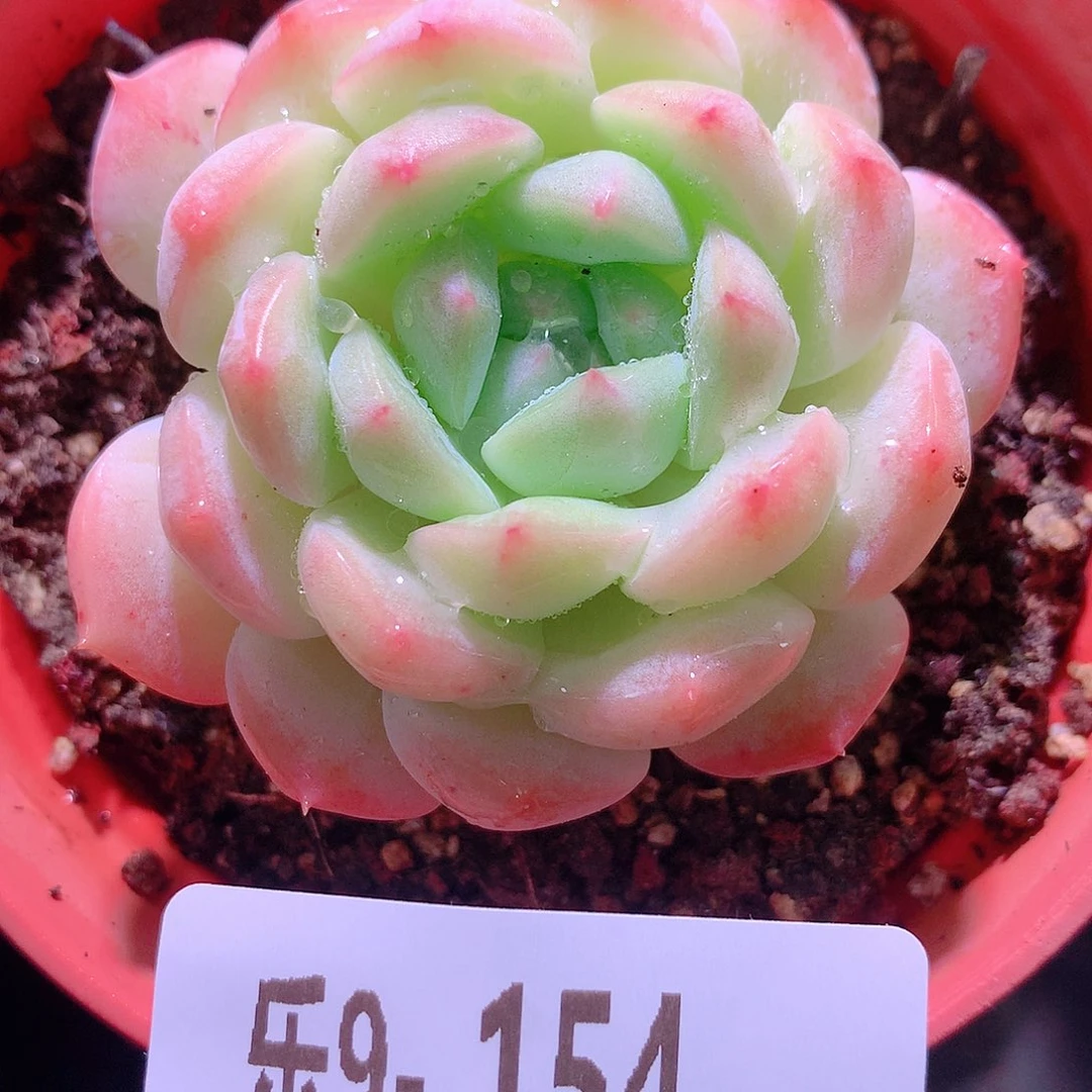 乐然9-154 白桃汽水
