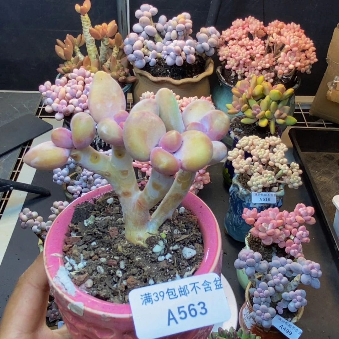 563芒果奶kk奶多肉7cm