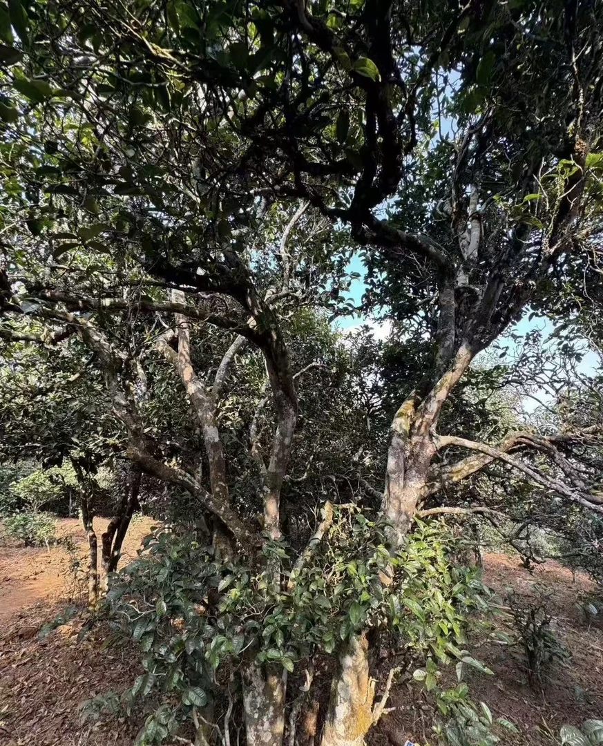 2025年香竹林一类古树头春【一泡征服】8g手工龙珠