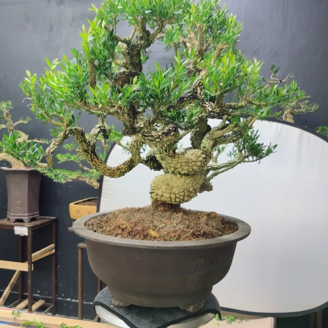 无花朵黄杨树盆景雀舌黄杨