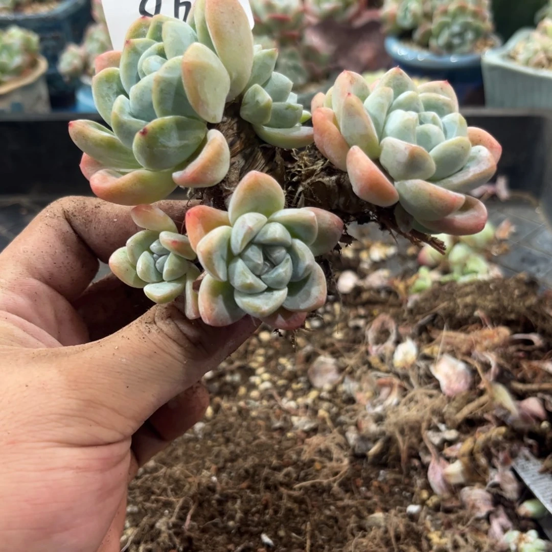 06冰玉老庄群生10厘米