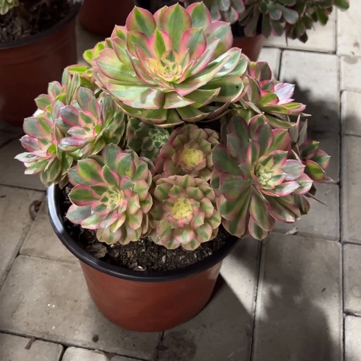 荔枝多肉植物花花