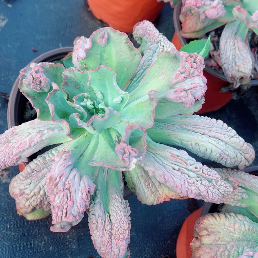 嘉年华超级大单头老桩