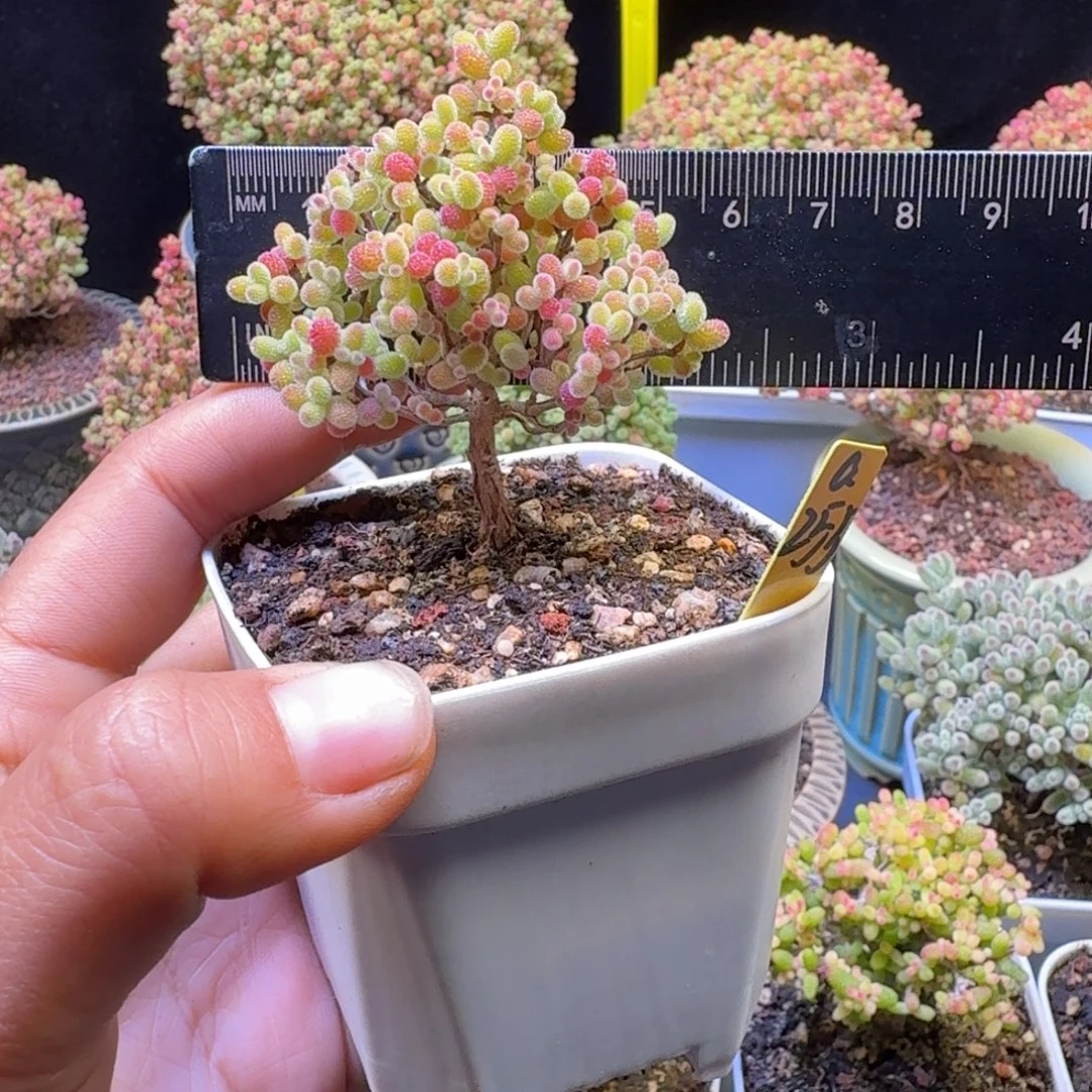 a255号橘子糖圣诞树冠服5厘米左右