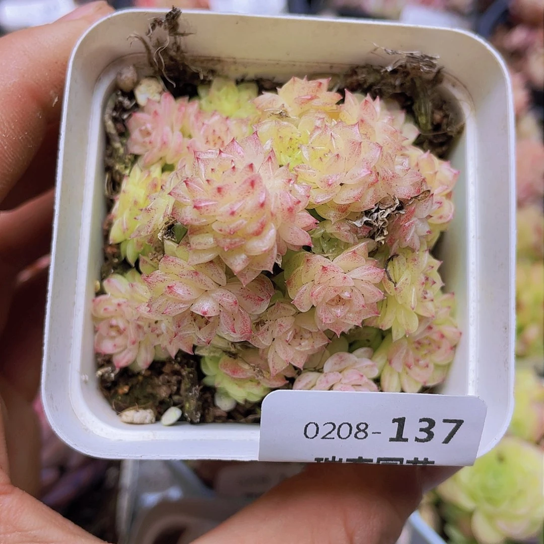 000000000000137量拍