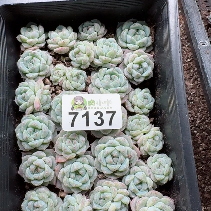 玲*多肉植物多肉植物