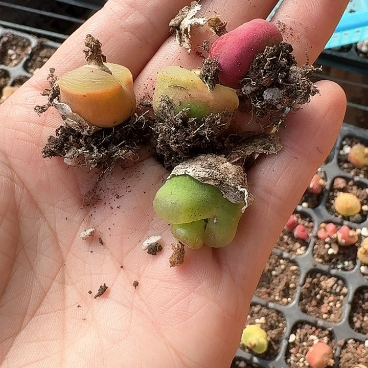 桃***春njhhhhhhhh305