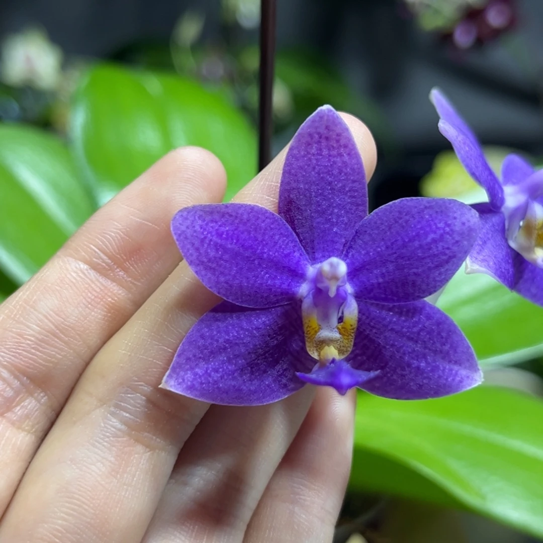 完全开放2.5寸柳林蓝星开花株