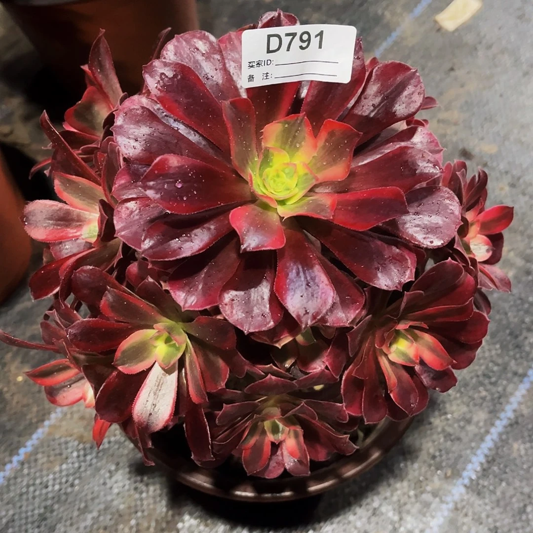 多肉植物791美杜莎