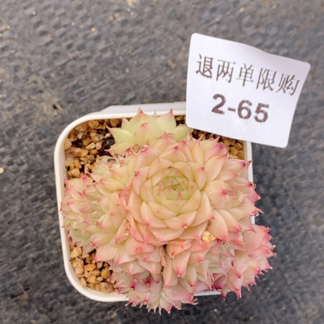 s****✨2-65 新疆西藏内蒙不发货