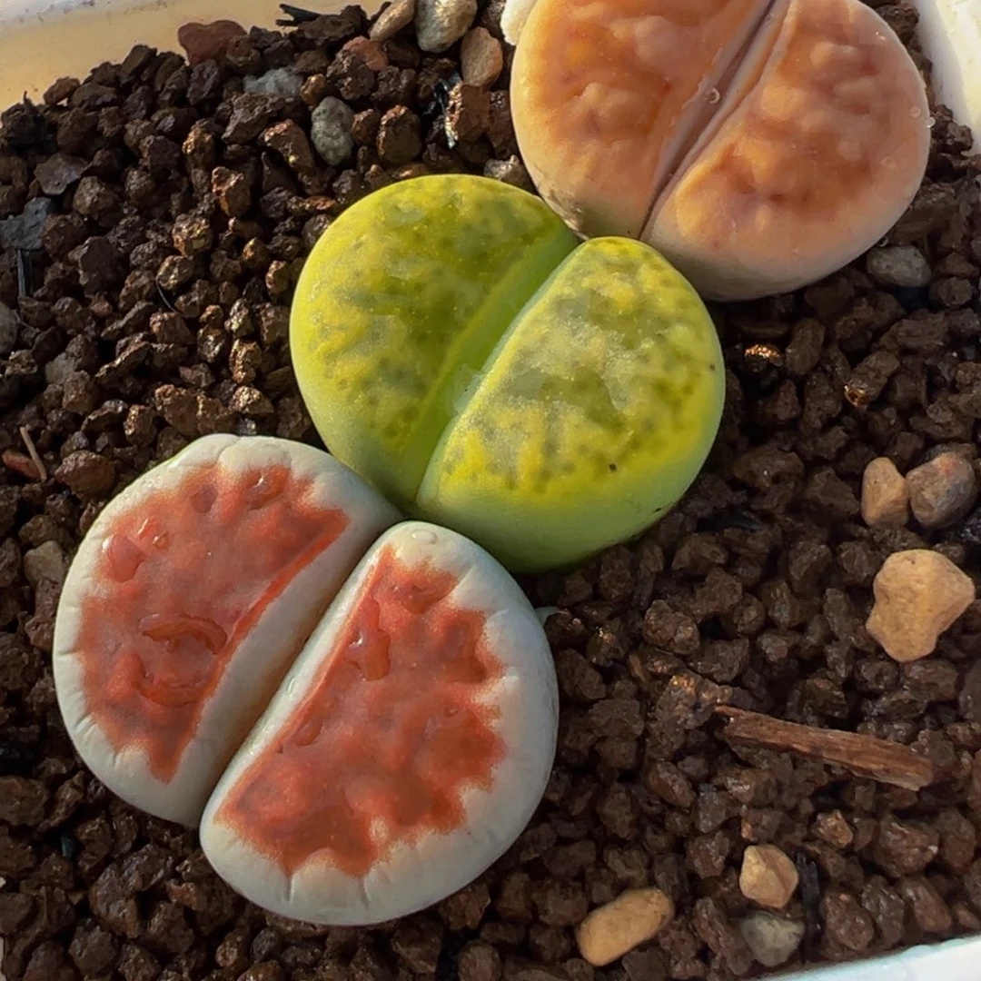 红绿灯母本组合多肉