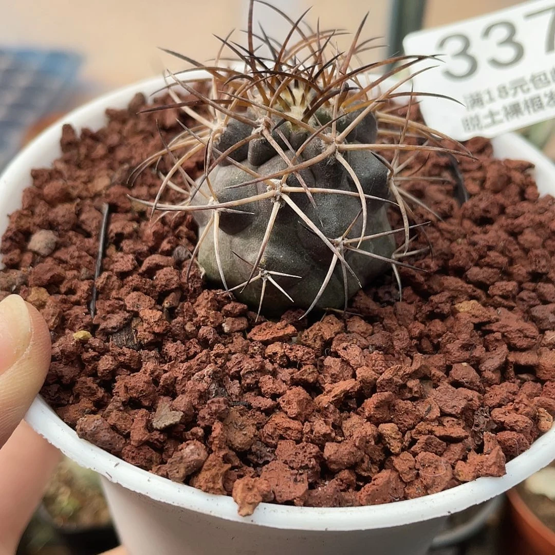 337栗星玉仙人球植物