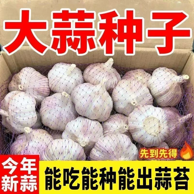 【种植】2025年大蒜山东紫皮大蒜干蒜种植水培种植发芽蒜苗专用批发