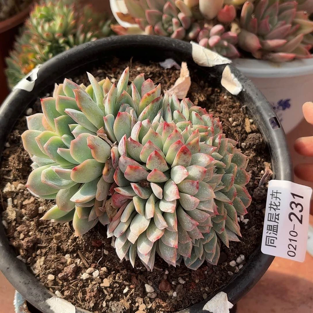 同温层多肉莎莎缀231