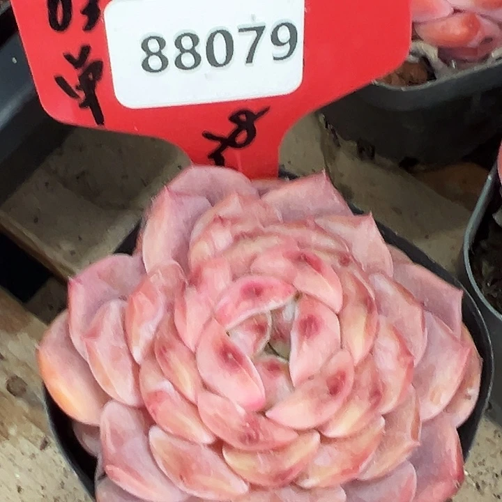 心***魅糖心。   88079号。