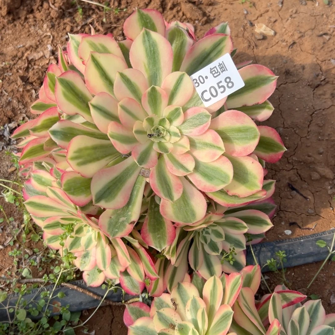 058 女巫多肉法师