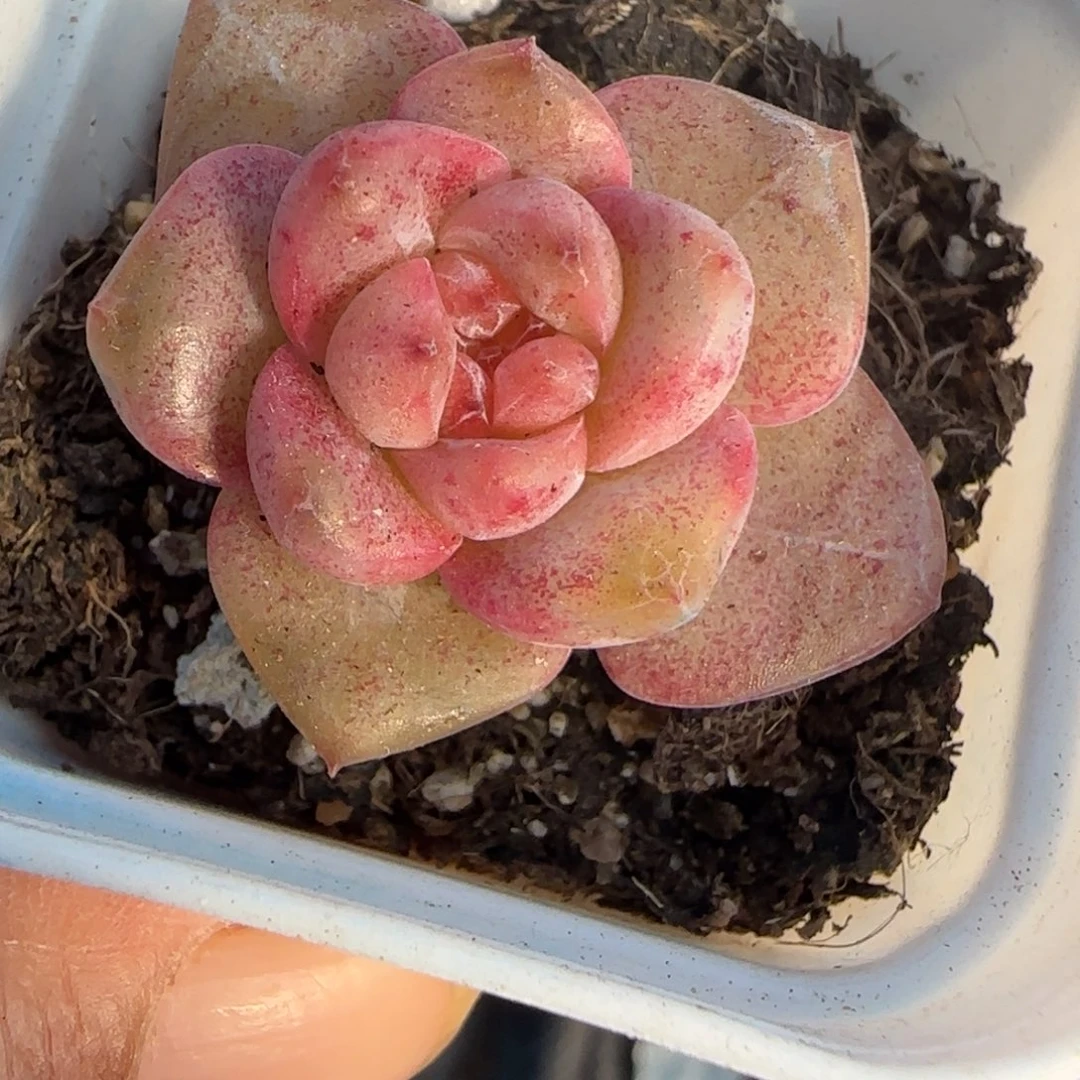小卡拉米糖心一物一拍