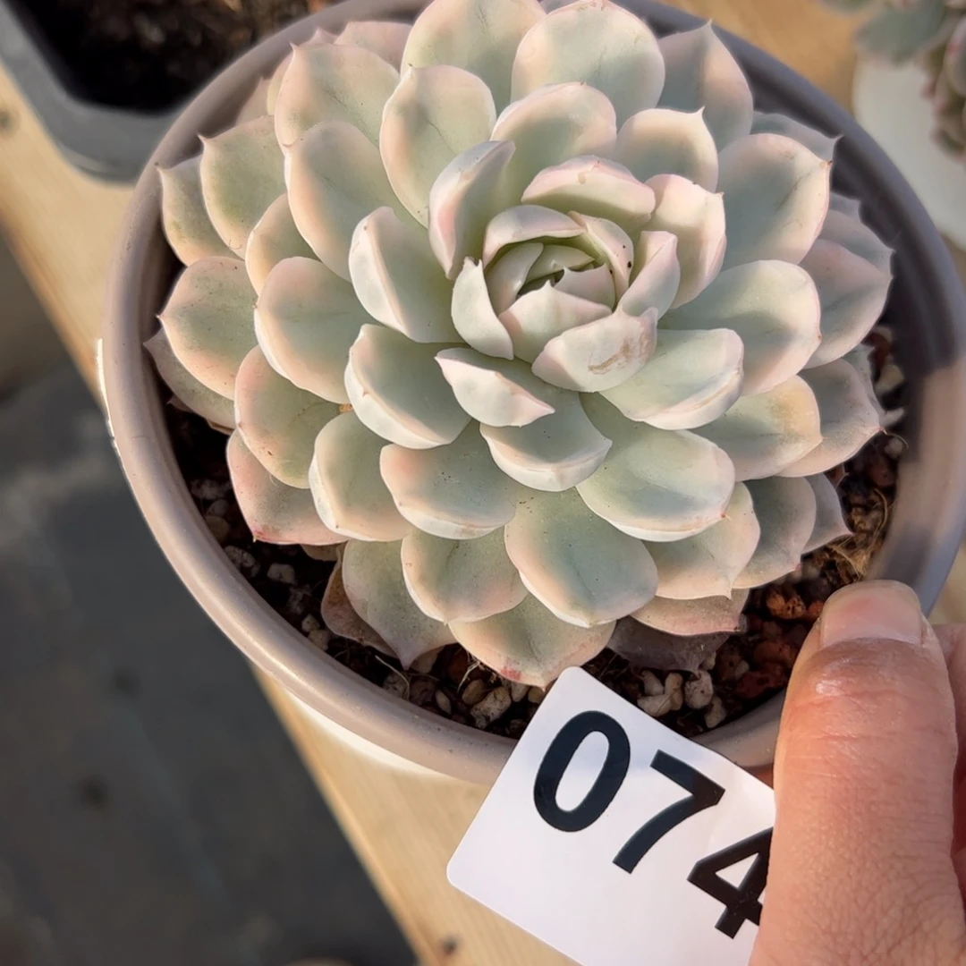 ༺***i074 多肉植物组合盆栽