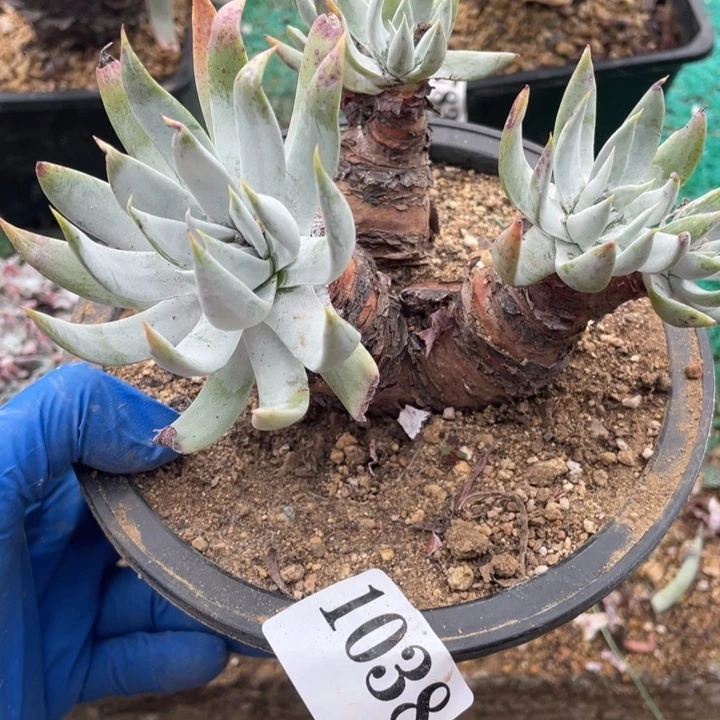 38号白衣圣徒多肉植物