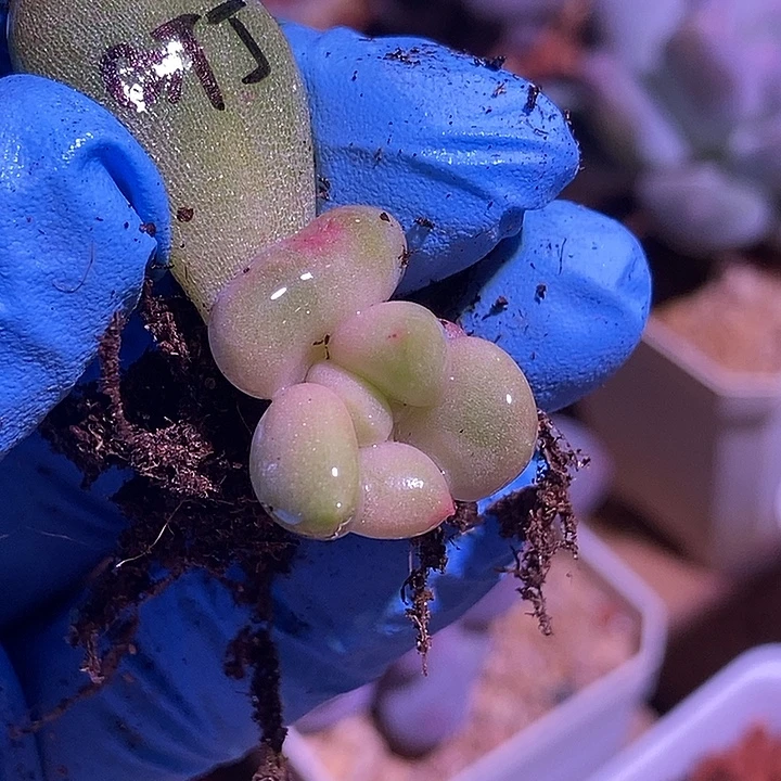 哥特萝莉锦多肉植物