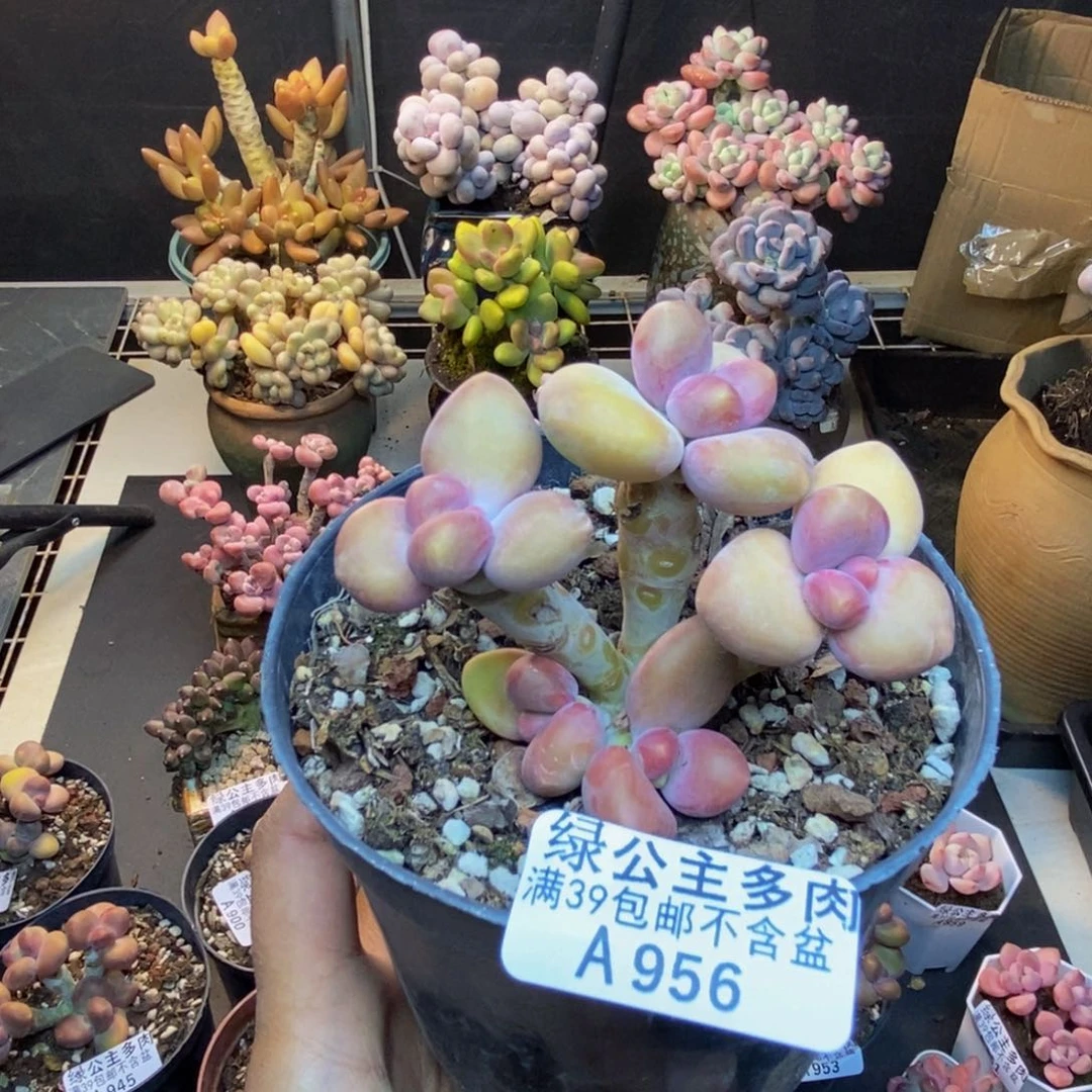 956芒果奶kk奶多肉7c m