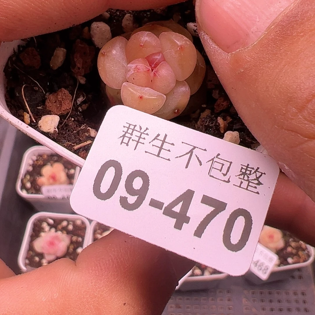 小卡拉米糖心一物一拍9-470