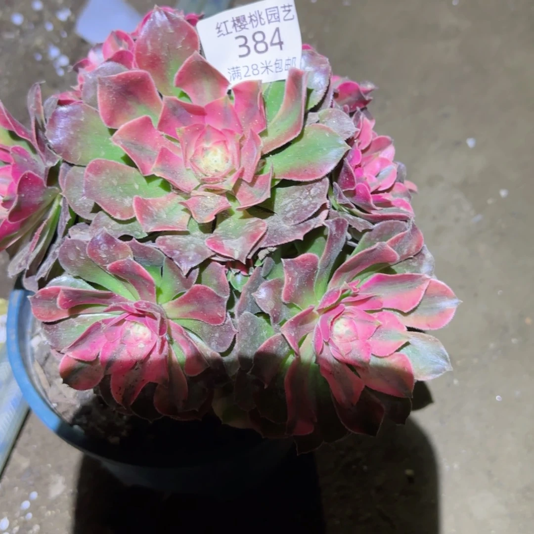 香妃法师多肉384