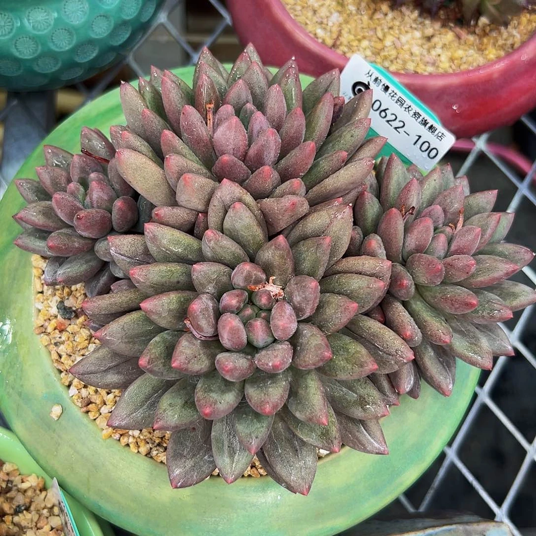 多肉一物一拍0622-100